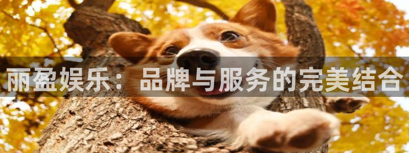 今年会首页：丽盈娱乐：品牌与服务的完美结合